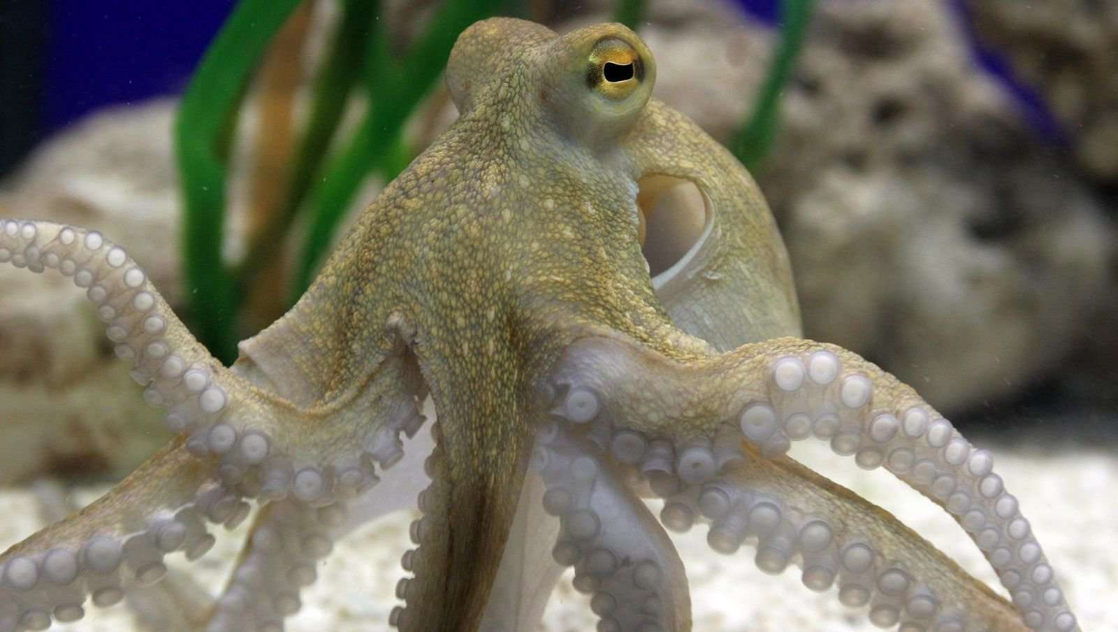 image for Octopus research shows that consciousness isn’t what makes humans special
