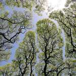 image for Crown shyness, a phenomenon where the leaves and branches of individual trees don’t touch those of other trees, forming gaps in the canopy