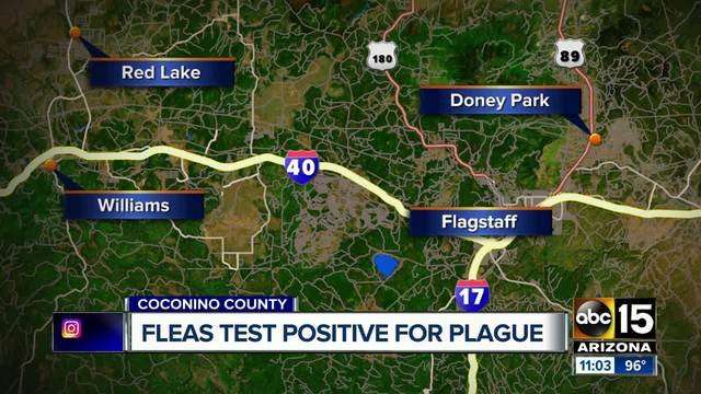 image for Fleas in northern Arizona test positive for plague