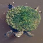 image for A Moss Covered Turtle Shell