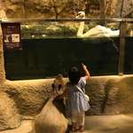 image for A girl and a capybara
