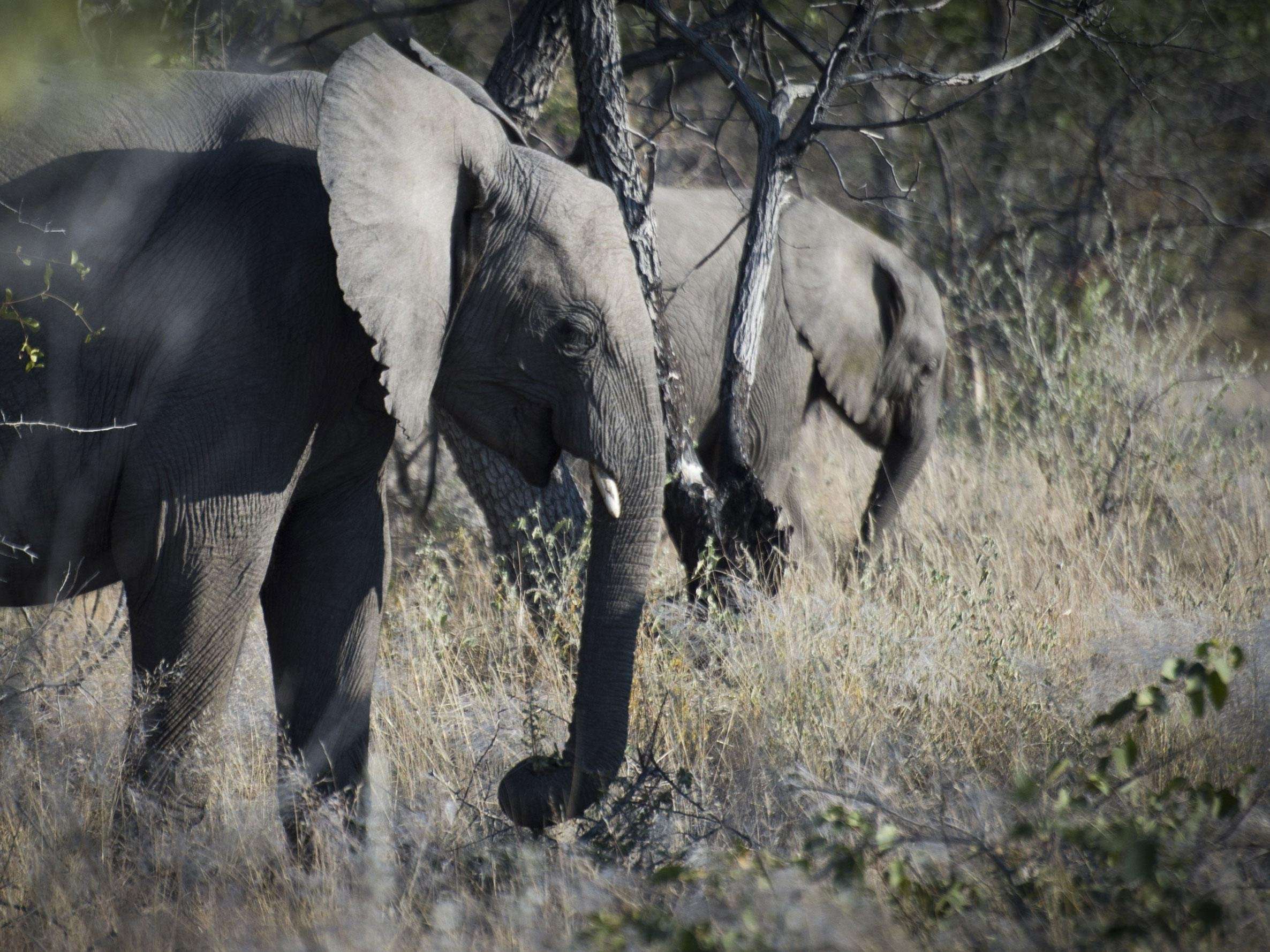 image for Big game hunter trampled to death by elephant in Namibia