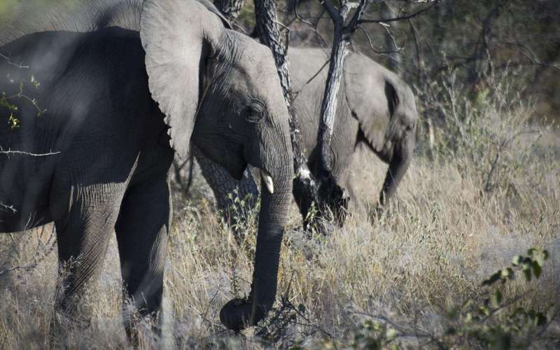 image for Big game hunter trampled to death by elephant in Namibia