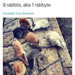 image for 8 rabbits..