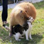 image for Capybara's are social animals, who get along with a large variety of other animals, including chickens, ducks, dogs, cats, llamas, rabbits and turtles.