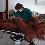 image for PsBattle: Orangutan check up