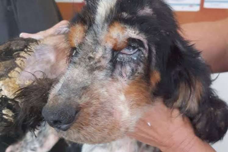 image for Neglected dog Wanda has been nursed back to health thanks to £8,000 of donations
