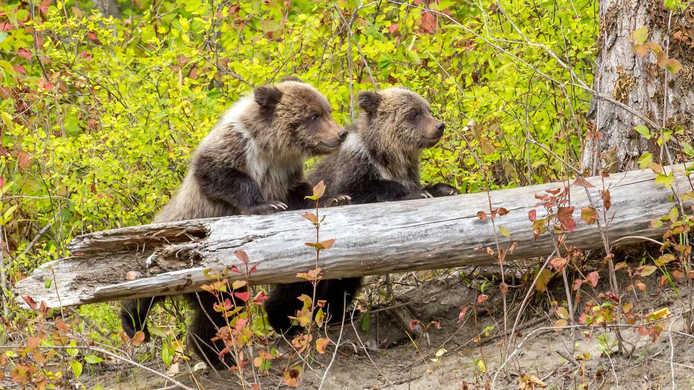 image for British Columbia Will Ban Grizzly Bear Trophy Hunting
