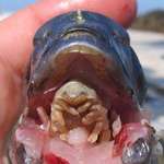 image for Saw this on Twitter 😧 &gt; Cymothoa exigua is a type of parasite that enters fish's gills, eats their tongue, and then replaces it.