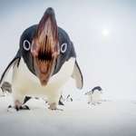 image for 🔥Penguin or mythical beast from the deep🔥