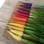 image for Rainbow carrots.