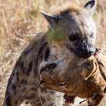 image for Hyena carrying the severed head of a lionees