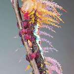 image for PsBattle: The Saturniidae moth caterpillar