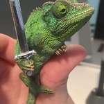image for Chameleons will hold onto anything you give them