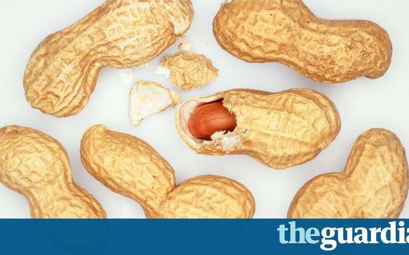 image for Peanut allergy cured in majority of children in immunotherapy trial