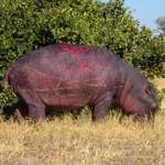 image for Battle-scarred Hippo