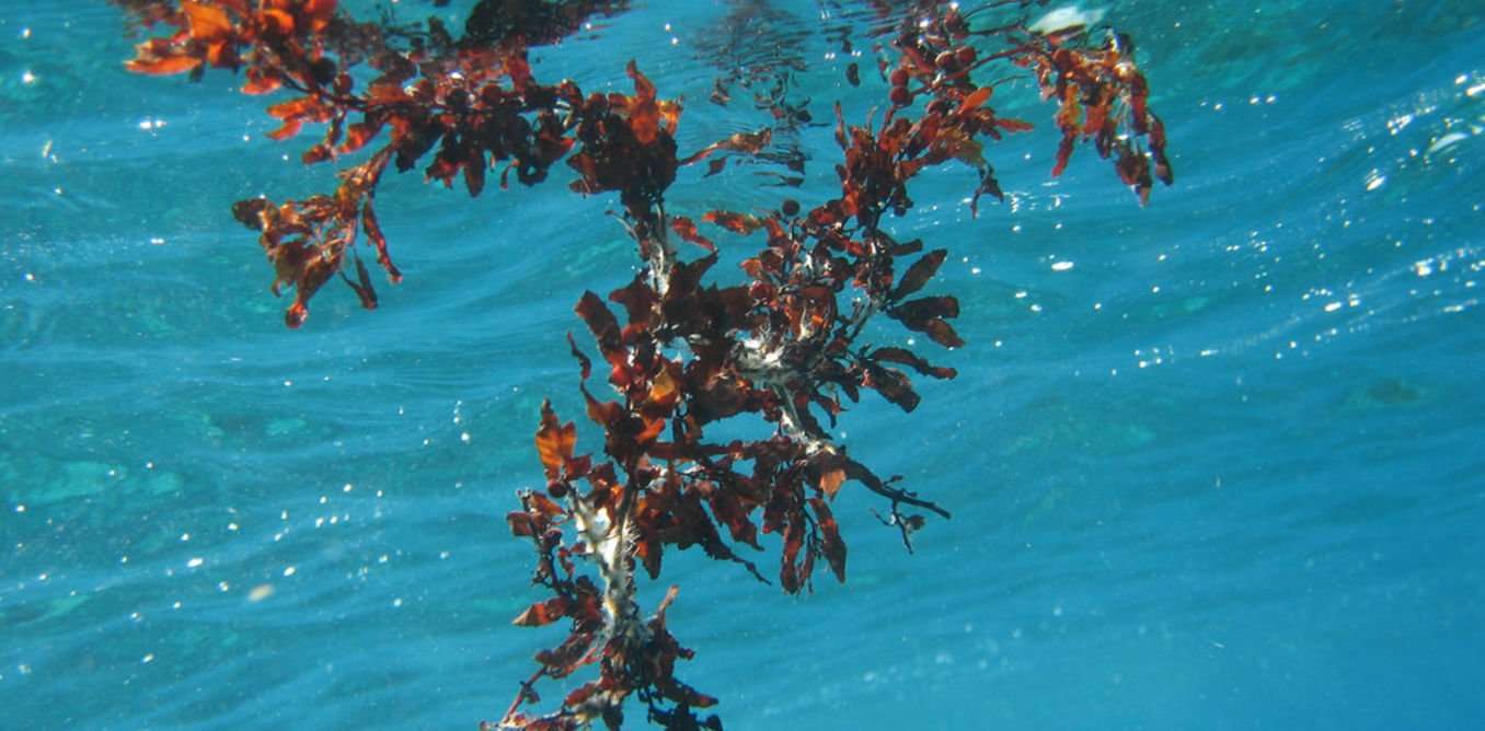 image for Sea the possibilities: to fight climate change, put seaweed in the mix