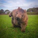 image for PsBattle: Wombat in a field