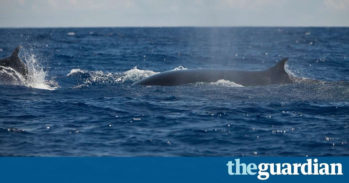 image for Endangered whales won't reach half of pre-hunting numbers by 2100, study says