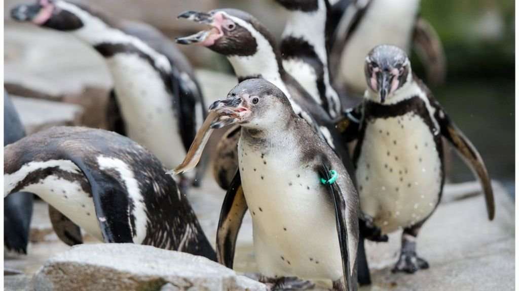 image for Chile rejects iron mine to protect penguins