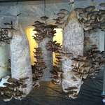 image for Farming Oyster mushrooms