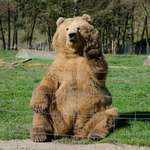 image for PsBattle: Waving Bear