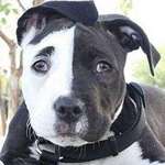 image for Two faced pit bull puppy