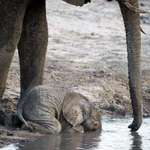 image for This is how baby elephants drink water, they don't know how to use their trunks to drink until they are 9 months