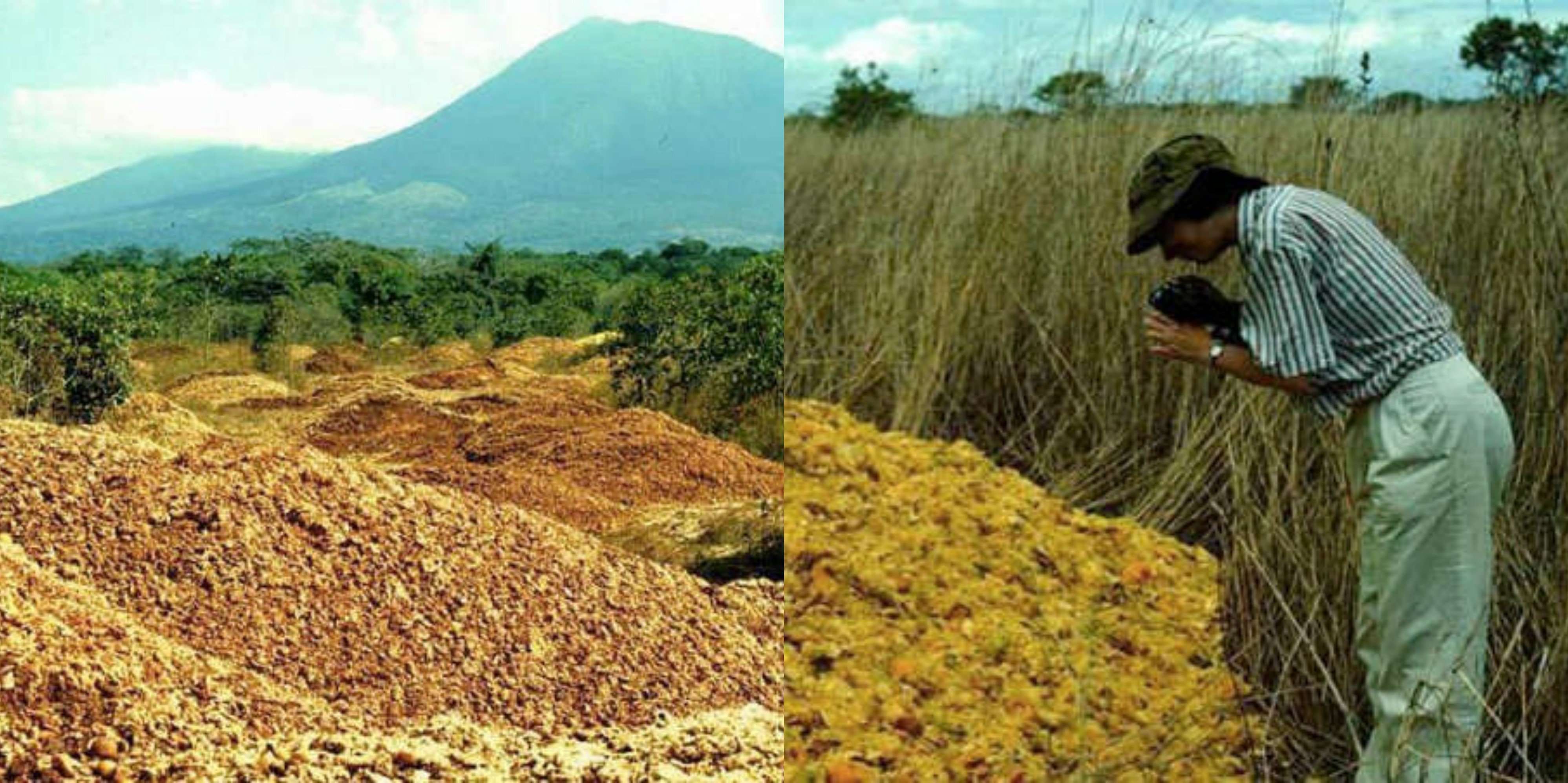 image for A Juice Company Dumped Orange Peels in a National Park. Here’s What it Looks Like Now