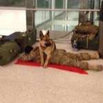 image for Just saw this on Twitter. A military dog protecting a soldier whilst he sleeps at the airport. Heartwarming ❤️