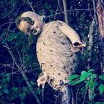image for Wasps build nest around a discarded child's doll.