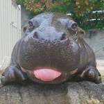 image for This little hippo