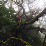 image for [OC] The biggest most tarzan-ish tree I have ever seen in Oregon off Tillamook Head Trail. [3264x2448]