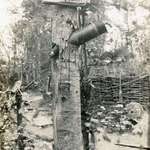 image for "Beware of death" sign above an unexploded shell in a tree during WW1