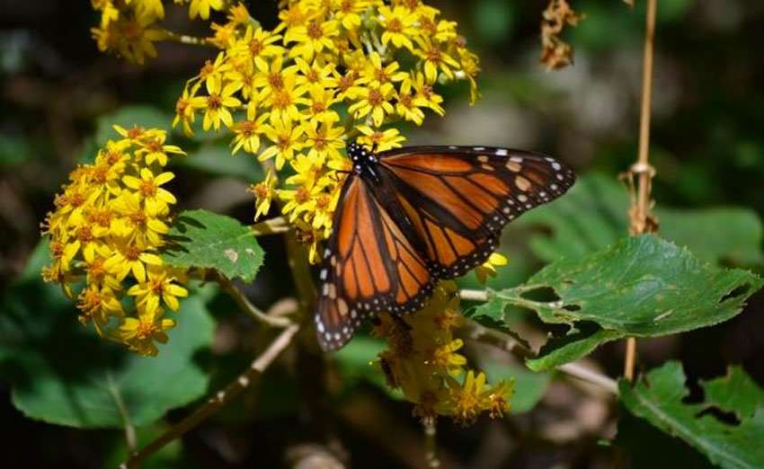 image for Illegal logging curbed 94% in monarch butterfly forests