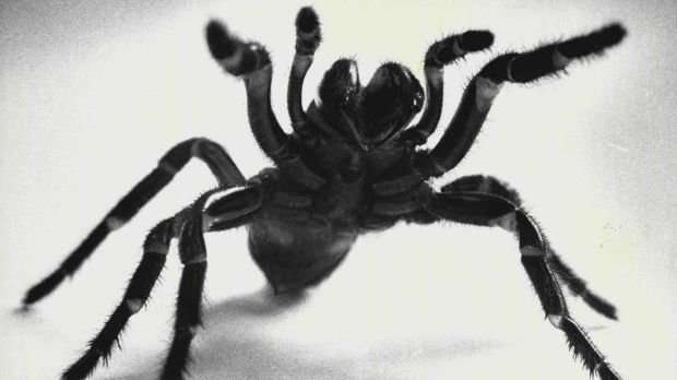 image for Scientists have spiders producing enhanced web that can hold a human