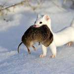 image for Ermine with its prey
