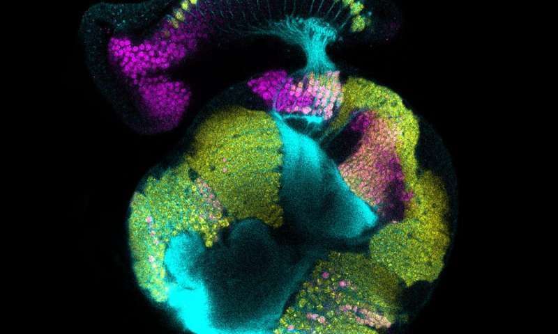 image for Biologists find new source for brain’s development