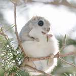 image for The Ezo Momonga is an adorable flying squirrel species unique to Hokkianda, a large island in northern Japan.