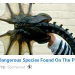 image for Most Dangerous Species Found on the Planet | Does not Include This Alien Movie Prop