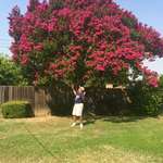 image for My grandpa says we "need to get the word out" about how beautiful his Crepe Myrtle is.