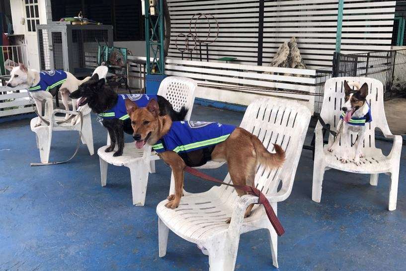 image for 'Smart vest' turns stray dogs into Thailand's street guardians