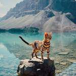image for Bow lake and cat
