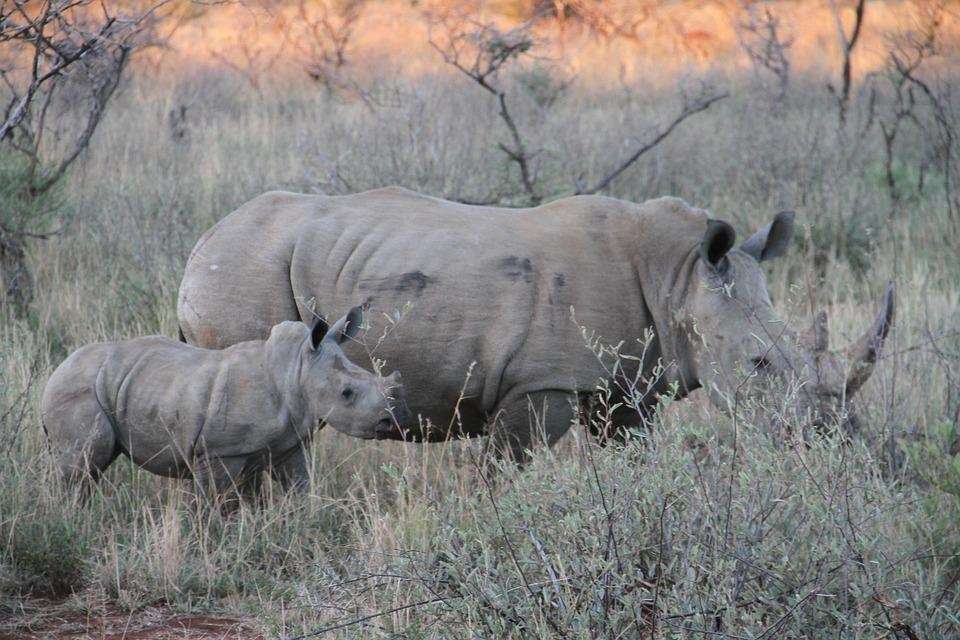 image for South African rhino deaths by poaching is down by 100 in 2016