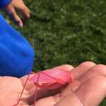 image for I was mowing my lawn and came across this pink grasshopper