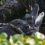 image for River otter killing young alligator