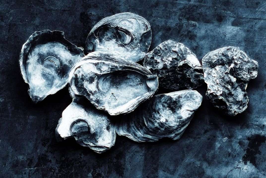 image for Oysters Can Get Herpes, And It’s Killing Them