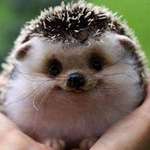 image for You have been visited by the hedgehog of happiness