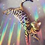image for This cat looks like it jumped out of a Lisa Frank drawing