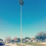 image for The tallest palm tree in the neighborhood